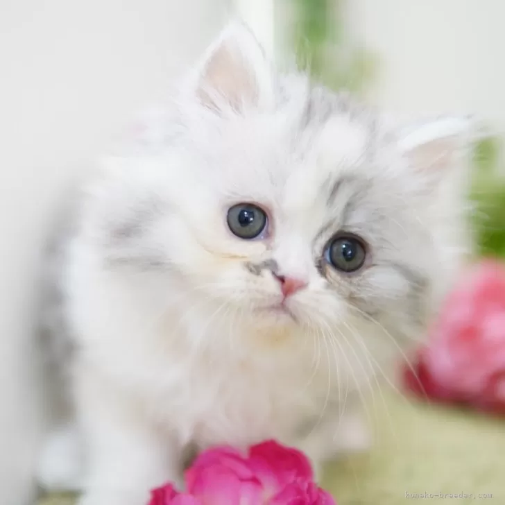 ID：2503-02568の子猫