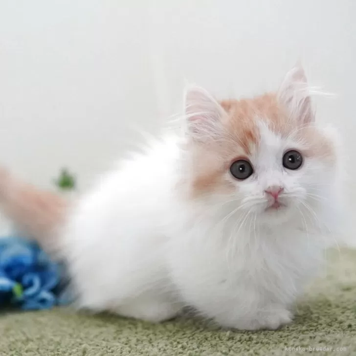 ID：2505-01934の子猫