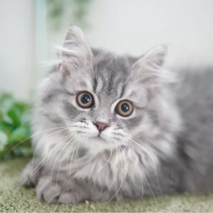ID:2506-02093の子猫