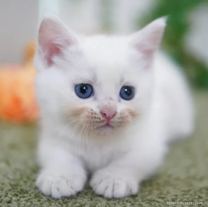 ID:2506-03502の子猫