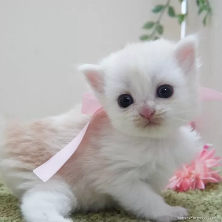 ID:2501-00317の子猫