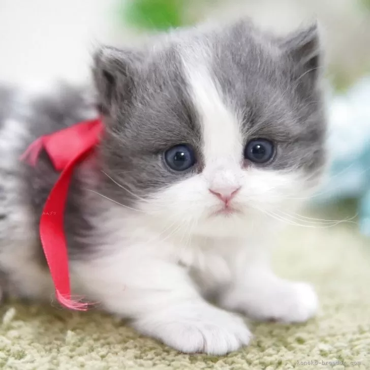 ミヌエット(短足)【神奈川県・男の子・2025年11月15日・ブルー&amp;ホワイト】の写真1「まんまる💙極短ちゃん」