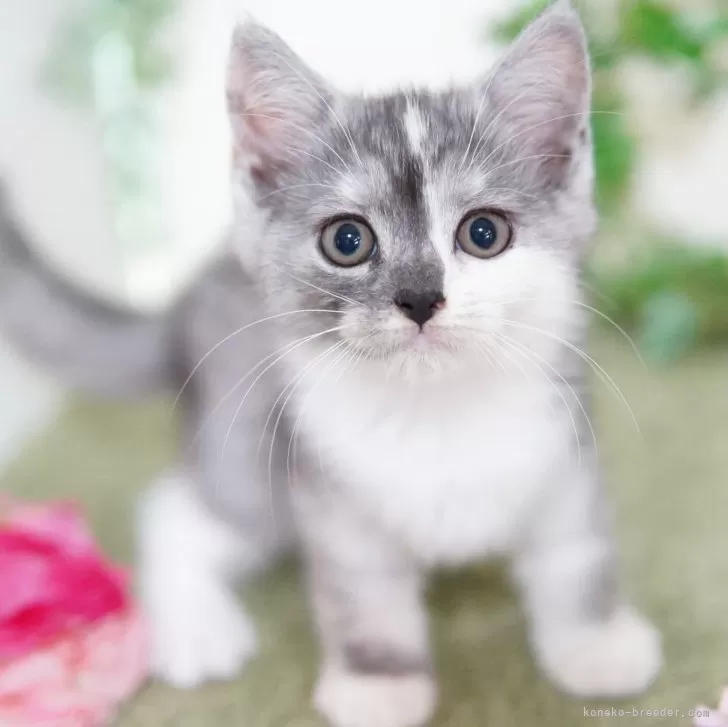 ID：2506-03513の子猫