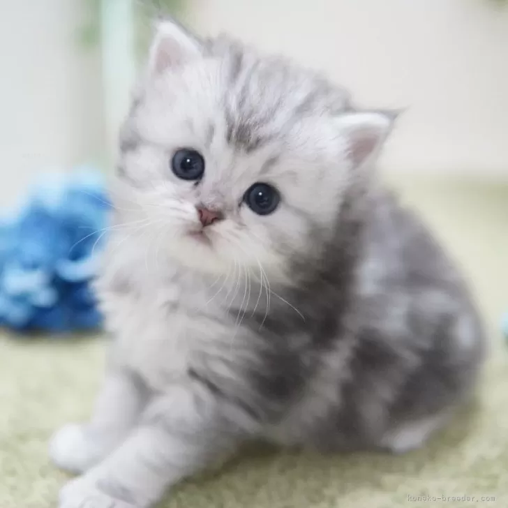 ID:2502-00297の子猫