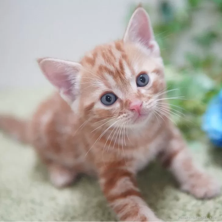 ID:2509-01883の子猫