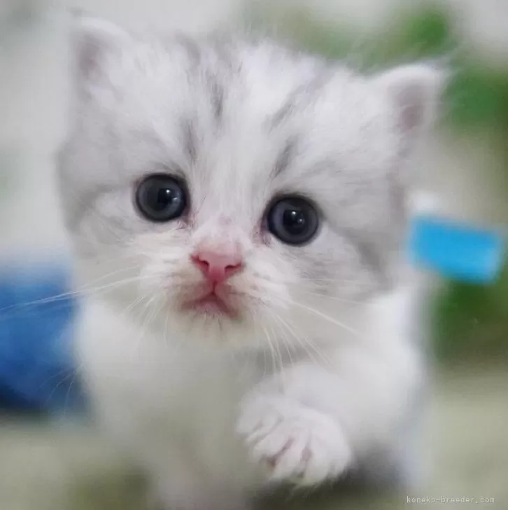 ID:2505-00743の子猫