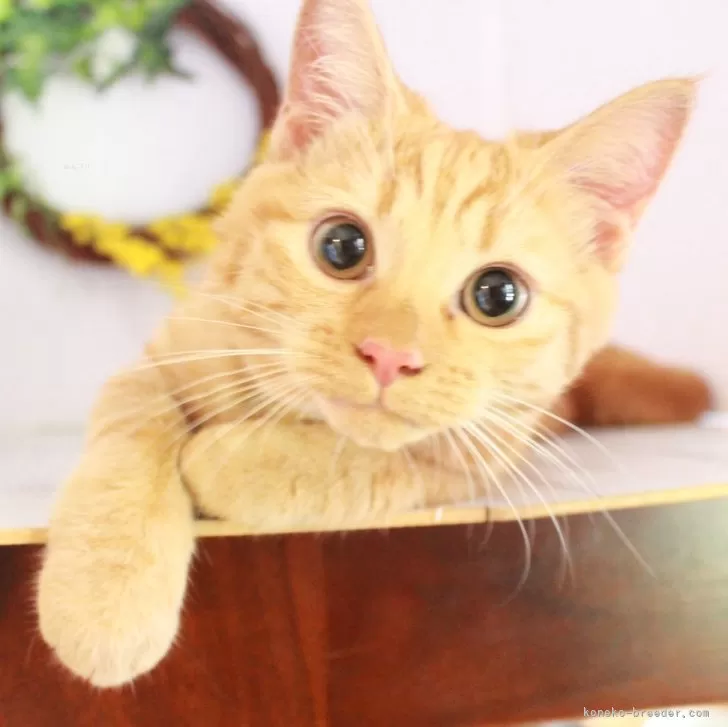 ID：2505-02414の子猫