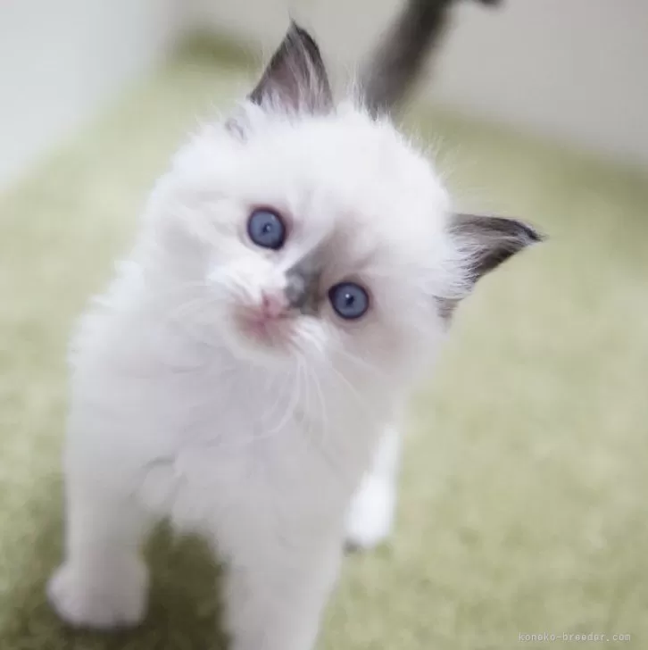 ID:2501-00165の子猫