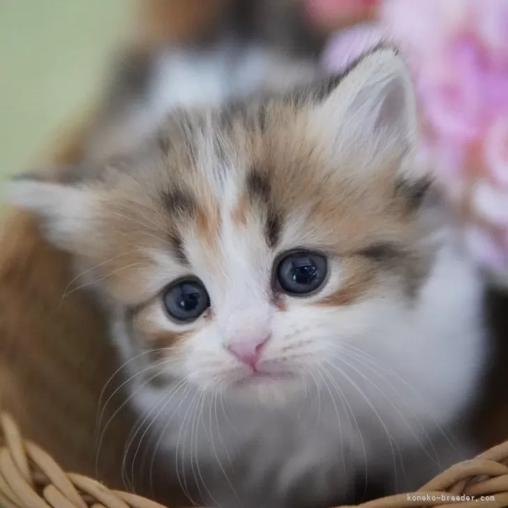 Y.M 様のお迎えした子猫