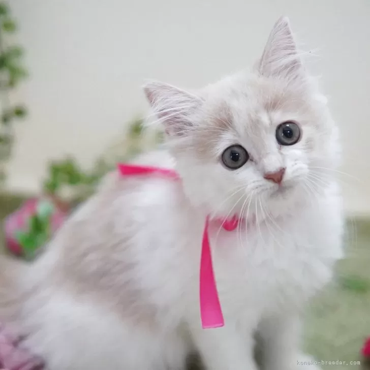 ID:2506-03128の子猫