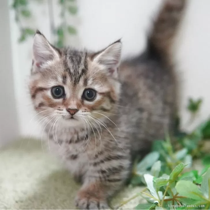 ID：2509-00167の子猫