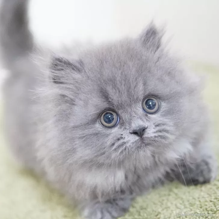 S.T 様のお迎えした子猫