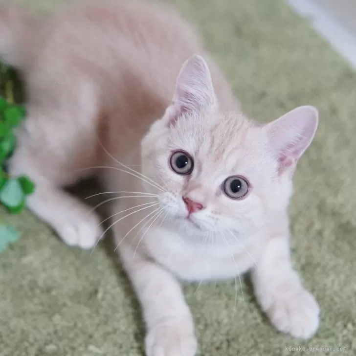 マンチカン(長足)【神奈川県・男の子・2025年7月14日・クリーム&ホワイト】の写真1