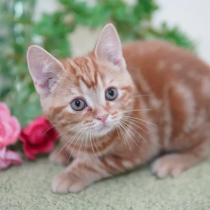 ID:2504-01400の子猫
