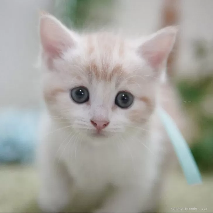 ID：2509-01893の子猫