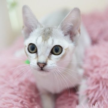 シンガプーラ【神奈川県・男の子・2025年6月13日・セピアアグーティ】の写真「今が旬！バッチリなお迎えタイミング！」