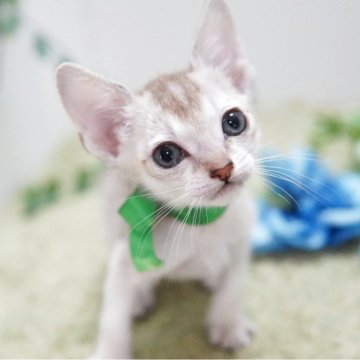 シンガプーラ【神奈川県・男の子・2025年11月2日・セピアアグーティ】の写真「明るく可愛いカマッテちゃん💛」