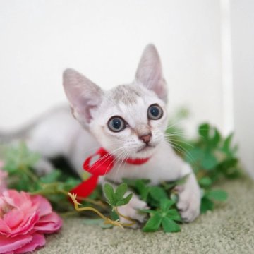 シンガプーラ【神奈川県・女の子・2025年6月13日・セピアアグーティ】の写真「超絶美猫♥️小柄でキュートなカマッテちゃん💛」