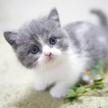 ミヌエット(短足)【神奈川県・男の子・2025年10月7日・ブルー&ホワイト】の写真「まんまる💖ゴキゲン君」