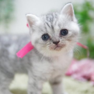 マンチカン(長足)【神奈川県・女の子・2025年8月1日・ブルーパッチドタビー】の写真「モフっとまんまる💖」