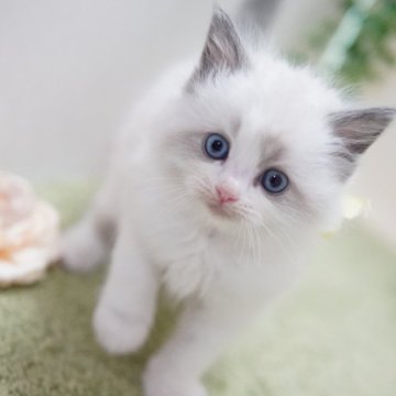 ラグドール【神奈川県・女の子・2024年12月24日・ブルーポイントバイカラー】の写真「もふもふ美猫さん💛」