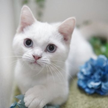 マンチカン(長足)【神奈川県・男の子・2025年5月21日・クリームポイント】の写真「今が旬♥️甘あまブルーアイ君💛一緒に帰れます」