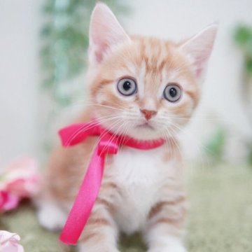 マンチカン(短足)【神奈川県・女の子・2025年9月30日・レッドタビー&ホワイト】の写真「まんまるキュート💛」