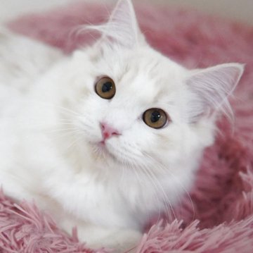 ミヌエット(長足)【神奈川県・男の子・2025年5月26日・クリーム&ホワイト（ミディアム）】の写真「クールな目元のハンサム君」