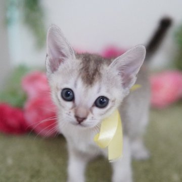 シンガプーラ【神奈川県・女の子・2025年1月11日・セピアアグーティ】の写真「小柄でキュートな女の子💛」