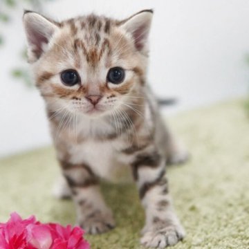 アメリカンショートヘア【神奈川県・女の子・2025年11月22日・ブラウンパッチドタビー】の写真「まんまるキュート💛」