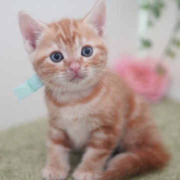 アメリカンショートヘア【神奈川県・女の子・2025年8月11日・レッドタビー】の写真「まんまる💛むっちり」