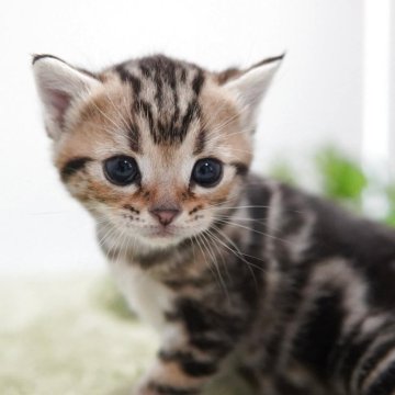 アメリカンショートヘア【神奈川県・男の子・2025年11月22日・ブラウンタビー】の写真「コロコロベビーフェイス」