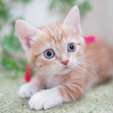 マンチカン(短足)【神奈川県・女の子・2025年9月30日・レッドタビー&ホワイト】の写真「まんまるキュート💛」