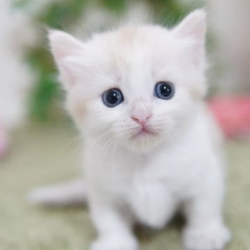 マンチカン(短足)【神奈川県・女の子・2025年9月30日・レッドタビー&ホワイト(ミディアム)】の写真「むっちりキュート💛」