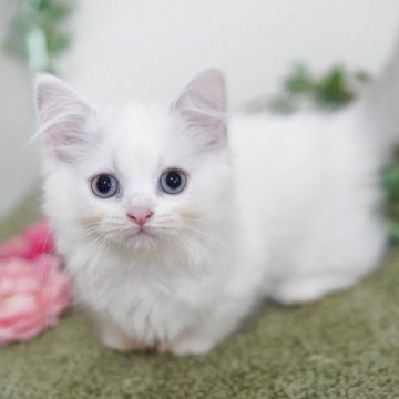 マンチカン(短足)【神奈川県・女の子・2025年5月21日・ホワイト&ブルー】の写真「ふわふわ💛キュートなブルーアイ」