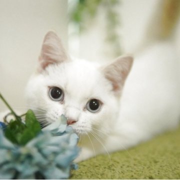 マンチカン(長足)【神奈川県・男の子・2025年5月21日・クリームポイント】の写真「今が旬♥️甘あまブルーアイ君💛一緒に帰れます」