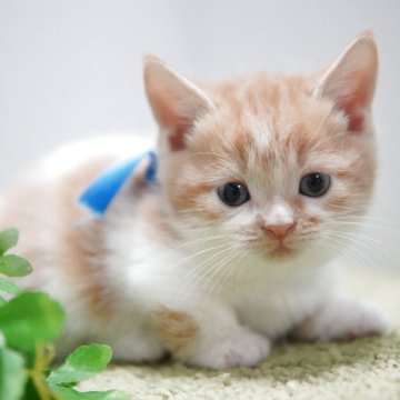 ミヌエット(短足)【神奈川県・男の子・2025年11月5日・レッド&ホワイト】の写真「むちむち💖TV出演予定♥️ひと目会いに来て♪」