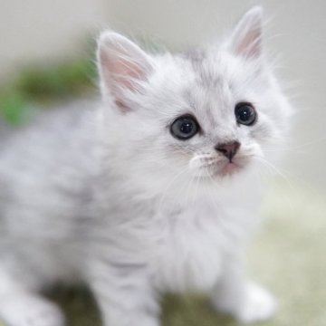 ミヌエット(長足)【神奈川県・男の子・2025年9月22日・シルバータビー（ミディアム）】の写真「ふわふわ💛のんびり君」