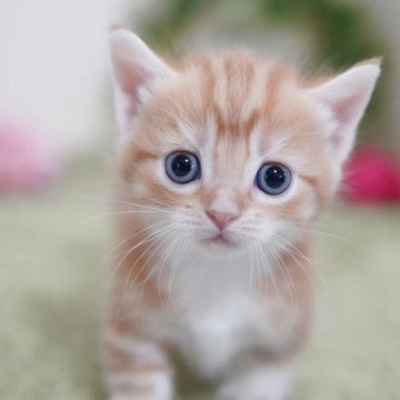 マンチカン(短足)【神奈川県・女の子・2025年9月30日・レッドタビー&ホワイト】の写真「まんまるキュート💛」