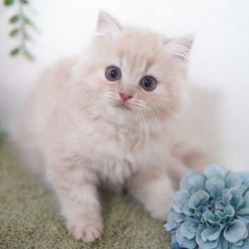 ミヌエット(長足)【神奈川県・男の子・2025年8月23日・クリームタビー（ミディアム）】の写真「ふわふわ💛まんまる」