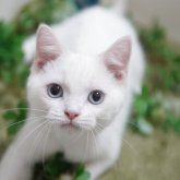マンチカン(長足)
