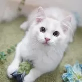 ミヌエット(長足)