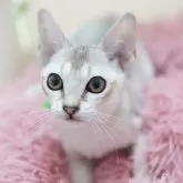 シンガプーラ