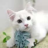 ミヌエット(長足)
