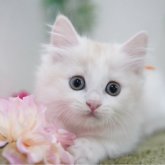 マンチカン(短足)