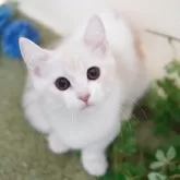 マンチカン(短足)