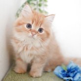 ミヌエット(長足)