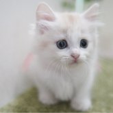 マンチカン(短足)