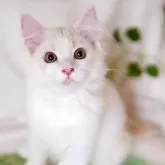 ミヌエット(長足)