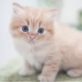 ミヌエット(長足)